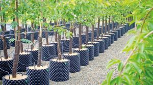 Air-Pots help trees to develop better roots
